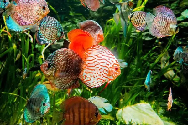 discus fish in aquarium, tropical Art Prints, Posters