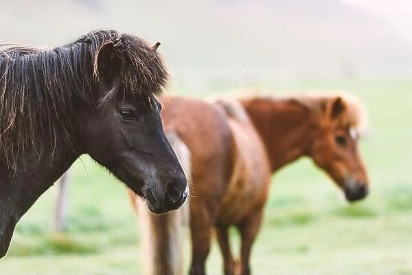 Icelandic horse portrait close up. Animal photography