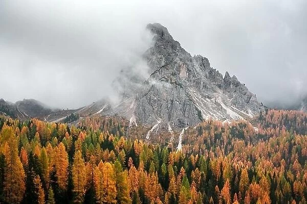 Incredible autumn view at Italian Dolomite Alps. Orange larches forest and foggy mountains peaks on background. Dolomites, Italy
