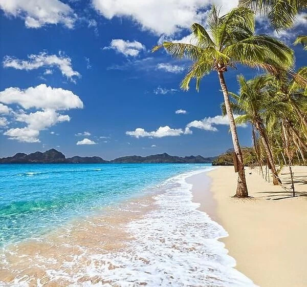 Paradise tropical beach with palm trees and clear sea