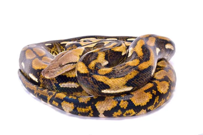 Framed Print : Reticulated python Print, a photograph of the longest snake species