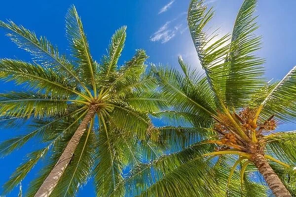 Tropical trees background concept. Palm trees and blue sky, tranquil exotic nature