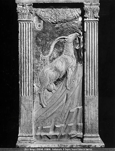Bas relief depicting a goat, allegory of the sign of the zodiac, Capricorn. Sacrament Chapel or Chapel of the Planets. Work by Agostino di Duccio. Malatesta Chapel, Rimini