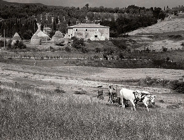 Harvest Italy. Date of Photograph:1960 ca