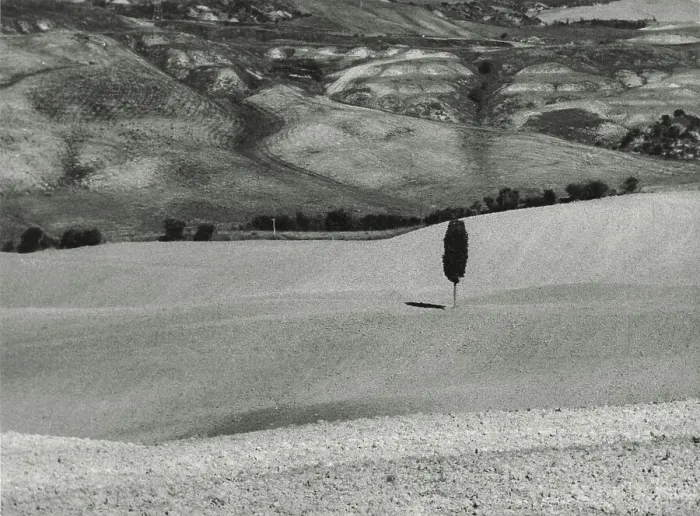 Framed Print : Cypress Volterra. Date of Photograph:1955-1965 Framed Print : Cypress Volterra. Date of Photograph:1955-1965
