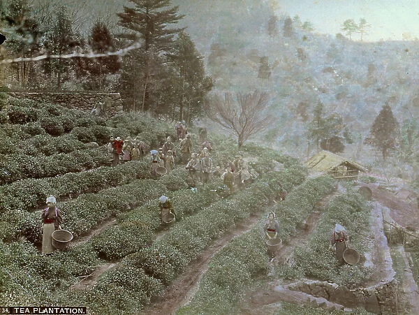 Picking tea on a plantation in Japan