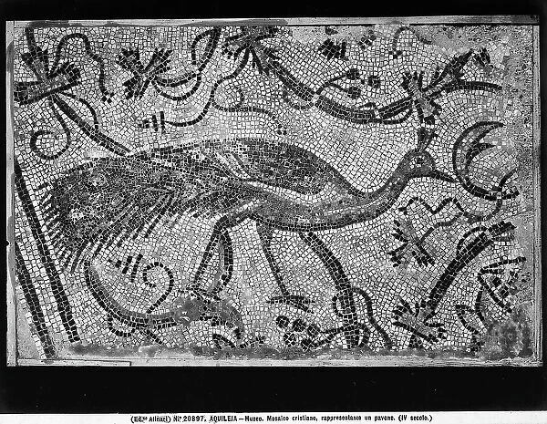 Roman mosaic depicting a peacock, in the Archaeological Museum of Aquileia, Udine