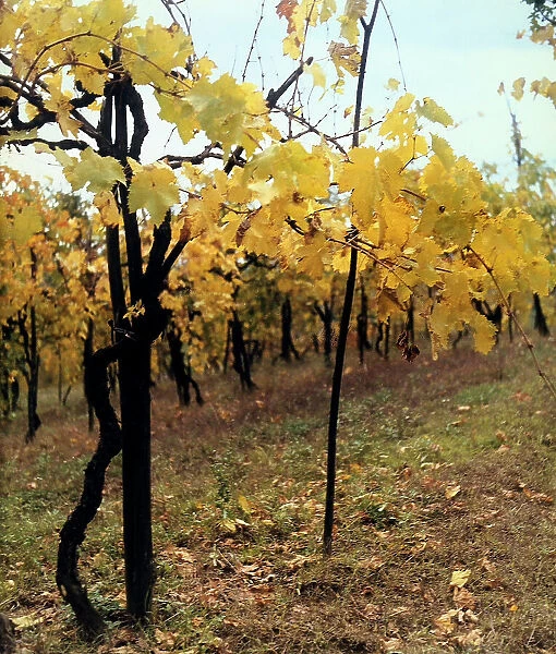 View of a vineyard