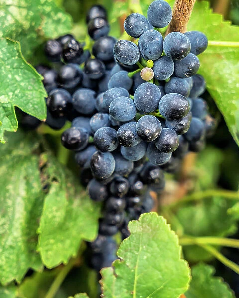 Oregon, Maryhill winery, bunch of purple grapes