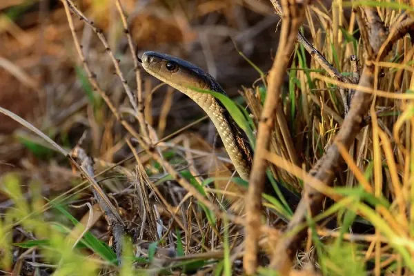 Black Mamba Print, Madikwe Game Reserve, South Art Prints