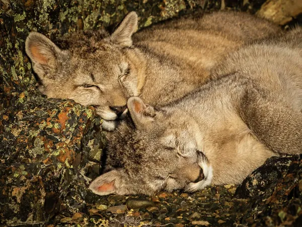 Pumas in Patagonia Art Prints, Posters Puzzles from