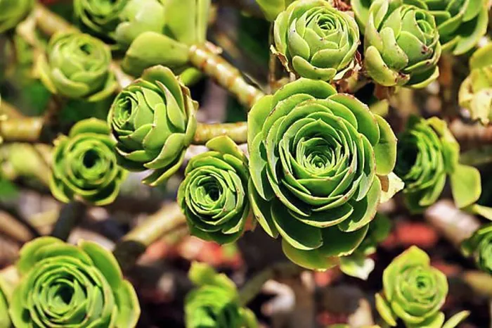 Framed Print : Aeonium Leaf Print