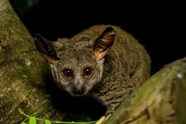 Thick-tailed Greater Galago Print Kosi Bay, South Art