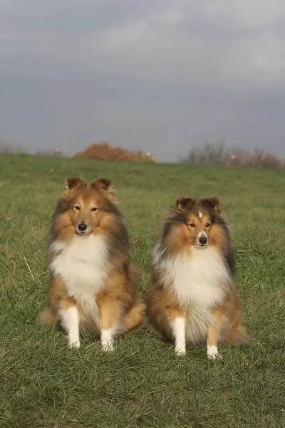 Shetland Sheepdog (Sheltie) Print, FCI Standard Art Prints
