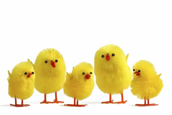 Framed Print : 5 Easter Chicks on White Print Framed Print : 5 Easter Chicks on White Print