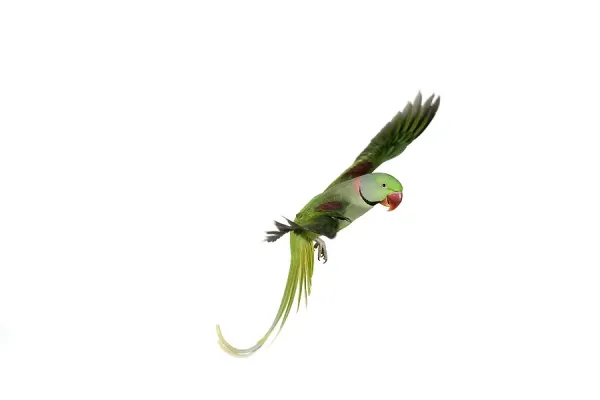 Alexandrian Parrot Print Adult in Art Prints, Posters