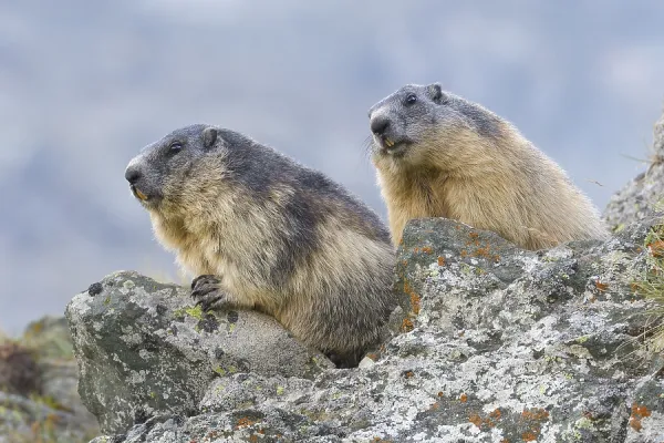 Alpine Marmot Print: Hohe Tauern, Art Prints, Posters