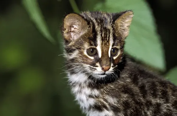 Amur Leopard Cat Print, Euptilura Art Prints, Posters