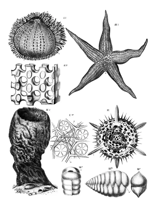 Framed Print : Print of Anatomy of Echinoderms, Various Echinoderms Framed Print : Print of Anatomy of Echinoderms, Various Echinoderms