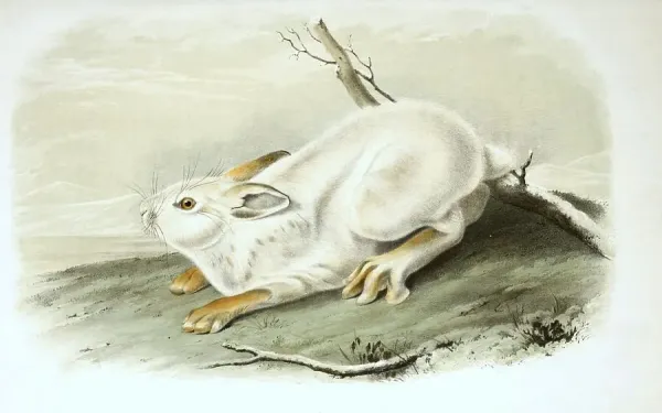 Arctic Hare Drawing Art Print Arctic Hare | Illustration, Digital
