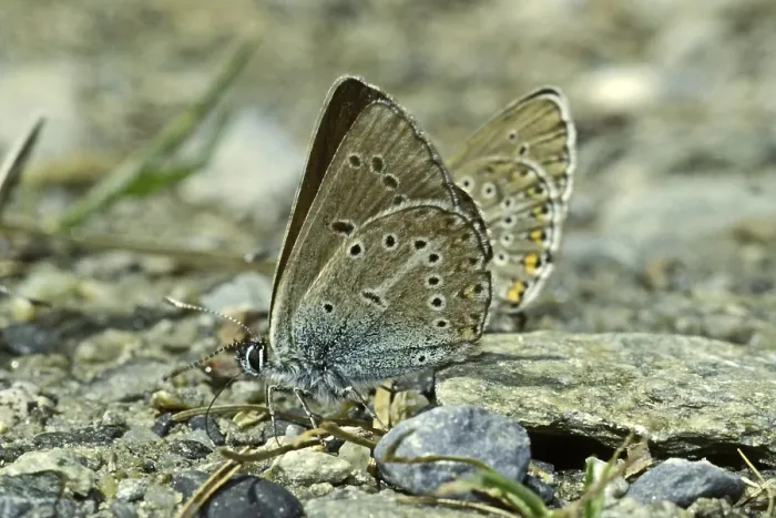 Framed Print : Aricia eumedon Print - Black-Brown Blue Butterfly Framed Print : Aricia eumedon Print - Black-Brown Blue Butterfly