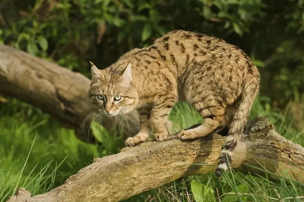 Asian Wildcat Print Felis silvestris Art Prints, Posters