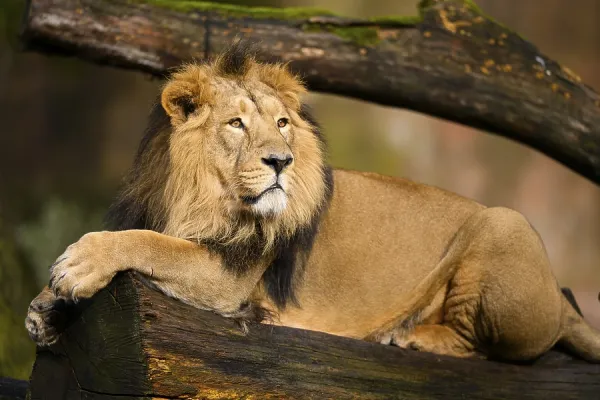 Asiatic Lion Print Captive Male in Indian Art Prints