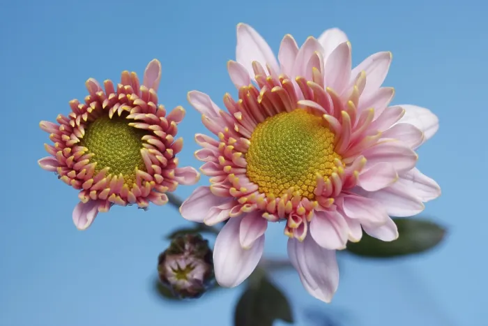 Framed Print : Aster Aster Print