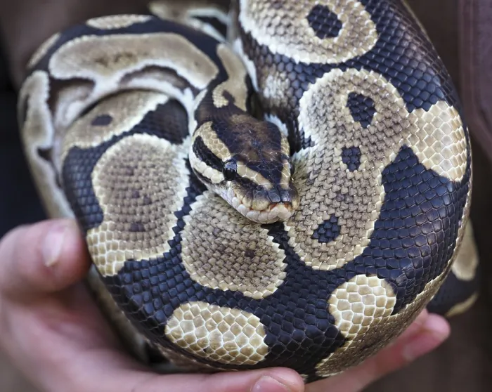 Framed Print : Ball Python Print: Resting on Zookeeper's Hands Framed Print : Ball Python Print: Resting on Zookeeper's Hands