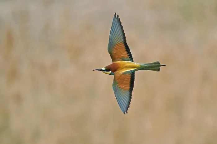 Framed Print : Bee-eater (Merops apiaster) in Flight Print Framed Print : Bee-eater (Merops apiaster) in Flight Print