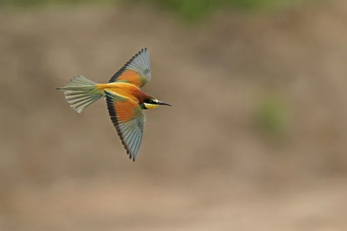 Framed Print : Bee-eater in Flight Print, Rhineland-Palatinate, Germany