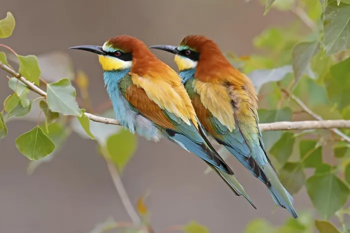Framed Print : Bee-eater Print, Rhineland-Palatinate, Germany Framed Print : Bee-eater Print, Rhineland-Palatinate, Germany