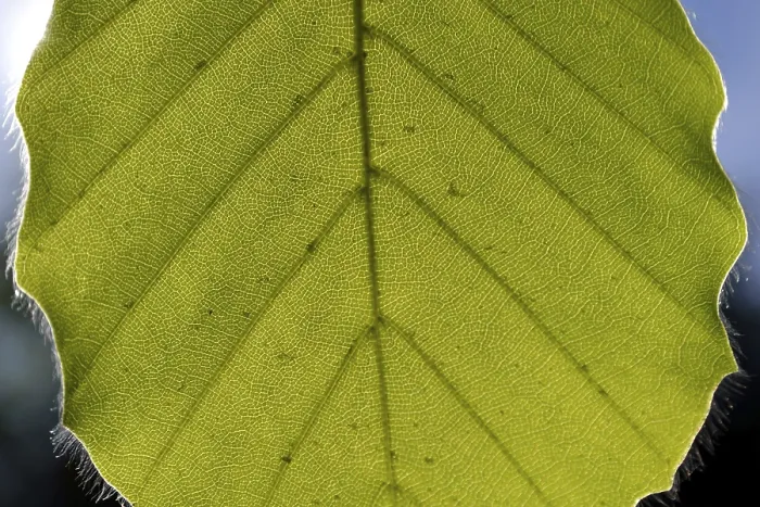 Framed Print : Beech Leaf Against the Light Print Framed Print : Beech Leaf Against the Light Print