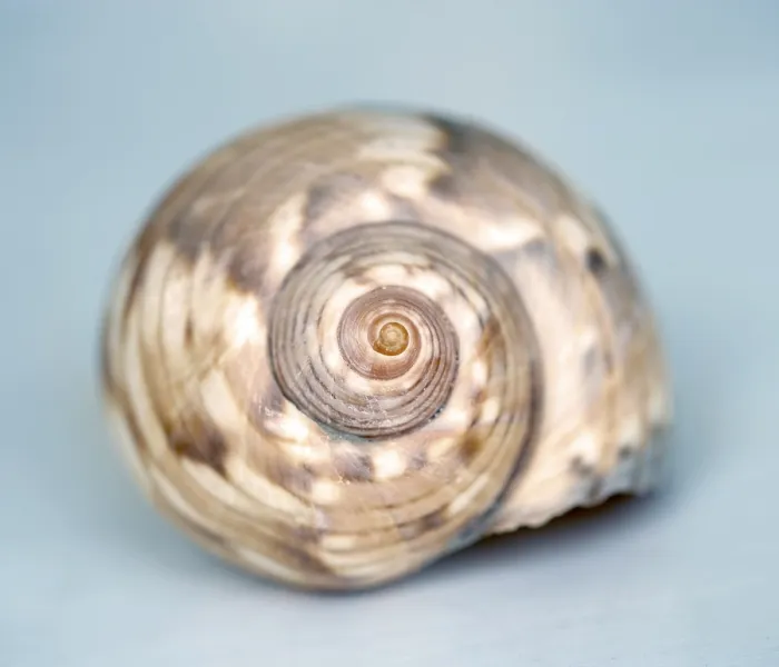 Framed Print : Large Conch Shell Print Framed Print : Large Conch Shell Print