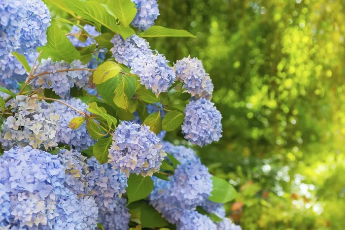 Framed Print : Bigleaf Hydrangea Print, Mecklenburg Lake District, Germany Framed Print : Bigleaf Hydrangea Print, Mecklenburg Lake District, Germany