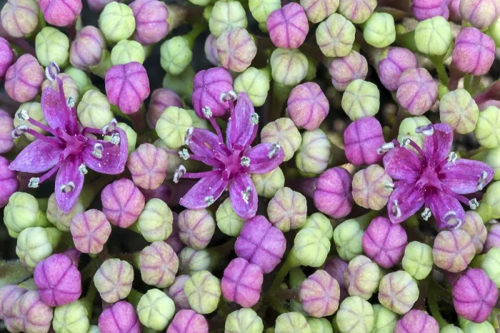 Framed Print : Bigleaf Hydrangea Print - Macro Photo of Inner Buds Framed Print : Bigleaf Hydrangea Print - Macro Photo of Inner Buds