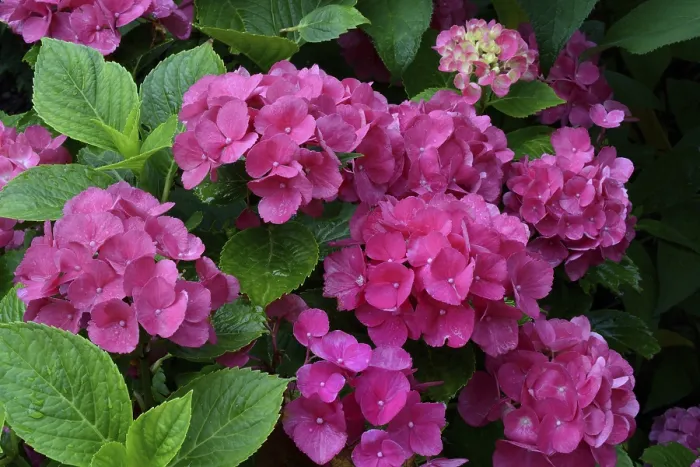 Framed Print : Bigleaf Hydrangea Print, Flowering in Germany