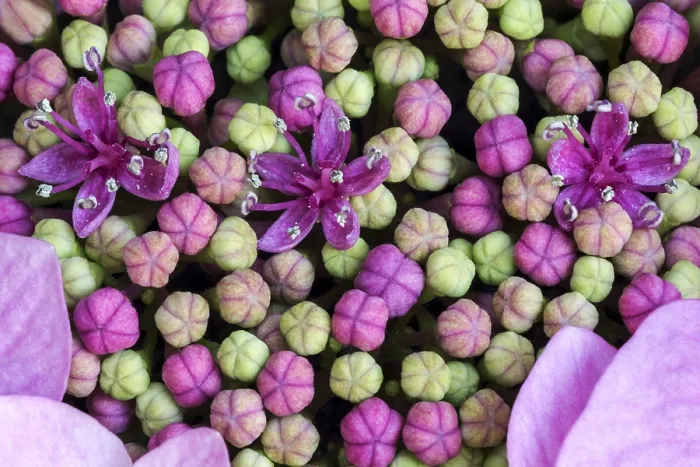 Framed Print : Bigleaf Hydrangea Print, Macro Photo of Inner Buds Framed Print : Bigleaf Hydrangea Print, Macro Photo of Inner Buds