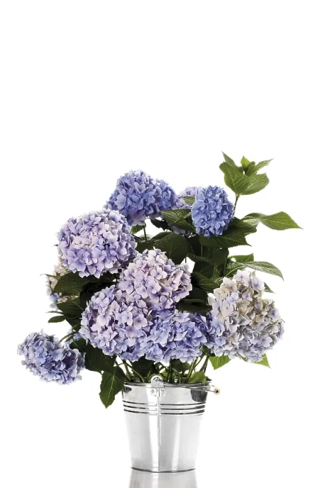 Framed Print : Bigleaf Hydrangea Print (Hydrangea macrophylla) Framed Print : Bigleaf Hydrangea Print (Hydrangea macrophylla)