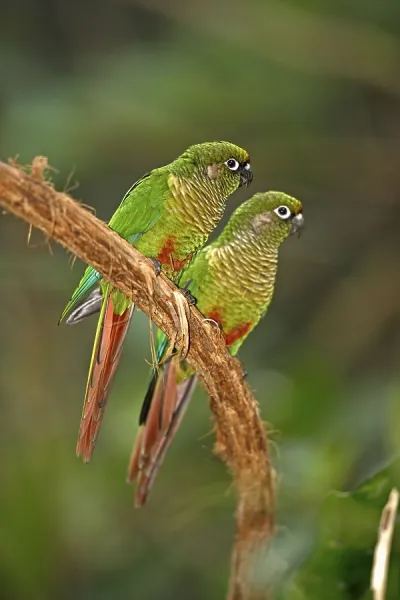 Brown-breasted Parakeets, Pair Print Art Prints, Posters