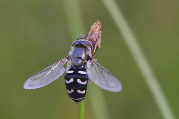 Framed Print : Large-fronted Hoverfly Print Framed Print : Large-fronted Hoverfly Print