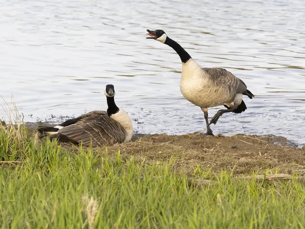 Canada Geese Gander Vocalizes to Female at Art Prints