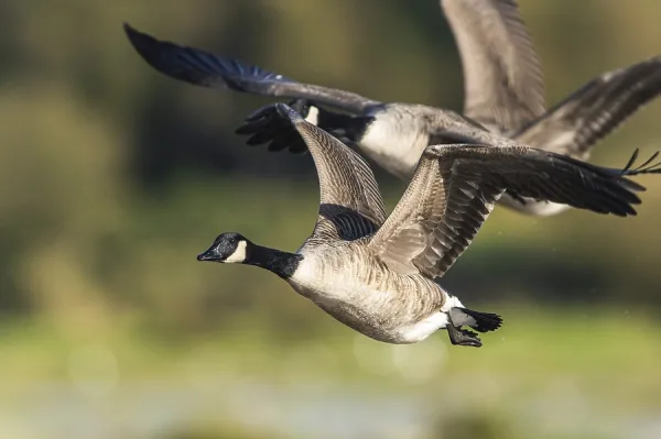 Canada Goose in Flight Print: Marshland Art Prints, Posters
