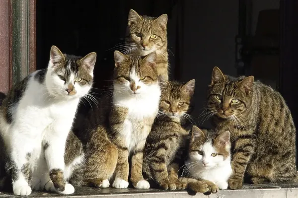 Cat Family on a Windowsill Print. Art Prints, Posters & Puzzles