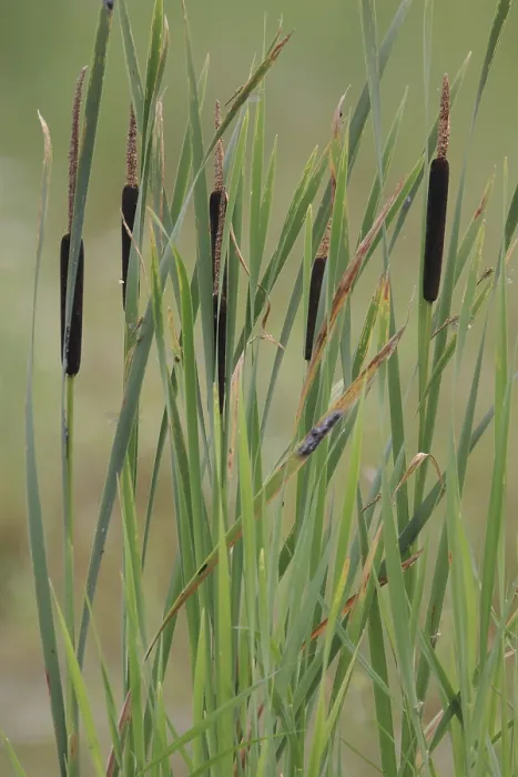 Framed Print : Cattail, Typha latifolia Print