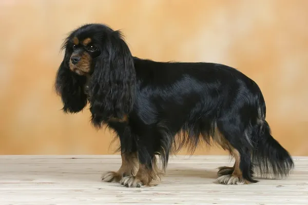 Cavalier King Charles Spaniel Black and Tan Art Prints