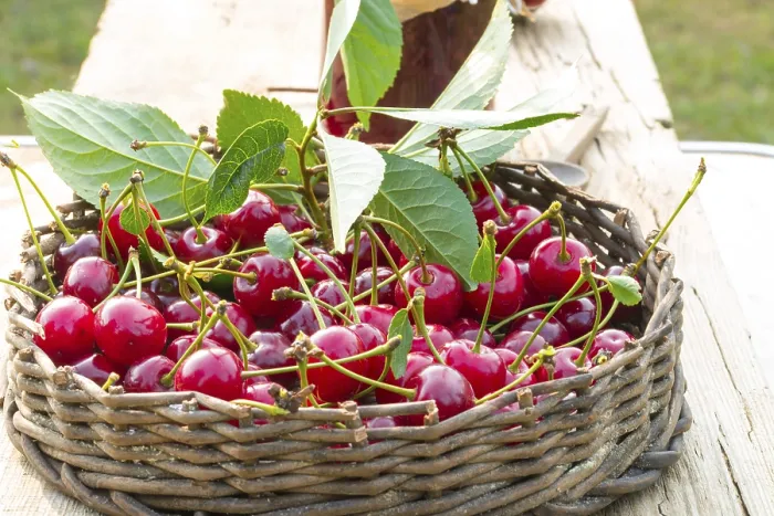Framed Print : Cherry Cherry Print by Neil Young