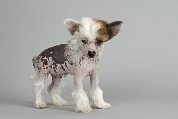 Puppy Old Chinese Crested Chinese Crested Dog Puppy Months Old