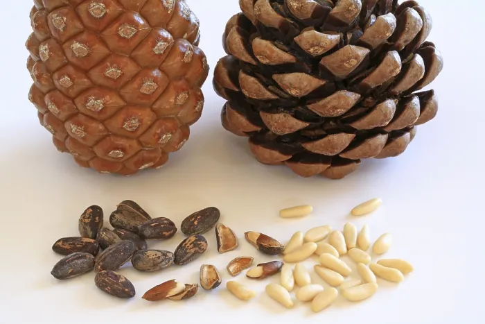 Framed Print : Closed and Open Pine Cone Print with Pine Nuts Framed Print : Closed and Open Pine Cone Print with Pine Nuts