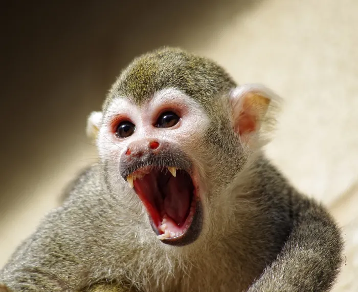 Framed Print : Common Squirrel Monkey Print, Dudley Zoo, West Midlands